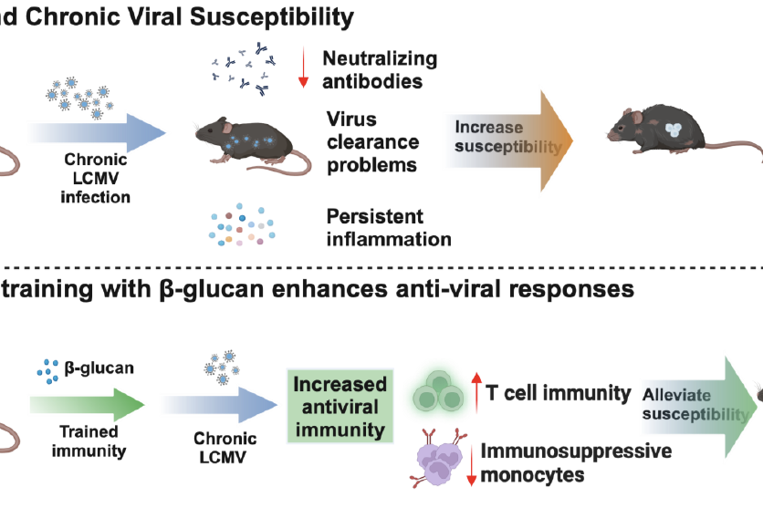 Pandyra Publication Graphical Abstract