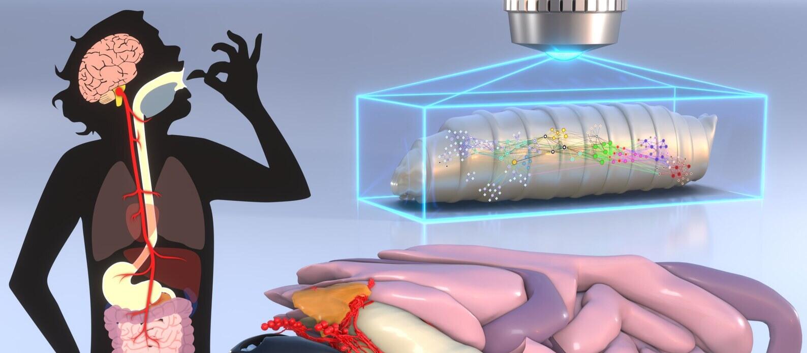 Larvae of the fruit fly Drosophila (foreground) - have a kind of stretch sensor in the esophagus (grey structure in the middle). It reports swallowing processes to the brain. If food is ingested, special neurons of the enteric nervous system (red) release serotonin.