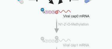 Graphical abstract for Tsukamoto et al., Targeting cap1 RNA methyltransferases as an antiviral strategy, Cell Chemical Biology (2023)